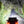 Load image into Gallery viewer, Lightforce Viper single row light bar beam shot at night
